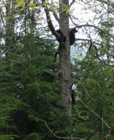 Die 3 Bärenjungen tollten im Baum