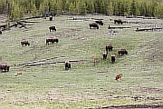 Bisonherde im Yellowstone NP