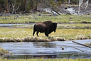 Bison am Fluss