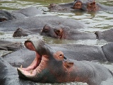 Herde von Nilpferden im Fluss