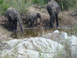 Elefantenherde an der Wasserstelle im Krüger NP