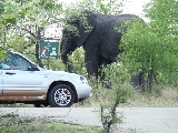 Riesenelefant am Camp im Krüger NP