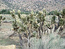 Yuccapalmen in der Wüste