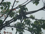Leguan beim Sonnnbad in den Baumwipfeln