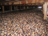 Muskatnüsse in der Trockenregalen in einer Fabrik in Gouyave