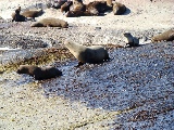 Seelöwenkolonie auf einer Insel vor Hout Bay